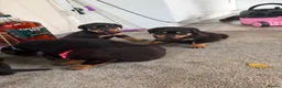 Rottweiler dogs for sale: 🐶🐾 Rottweiler puppies 🐾🐶 - Advert 3