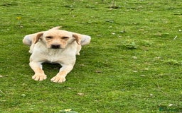 Labrador Retriever dogs for sale: Cream Adult Female Labrador  - Image 3