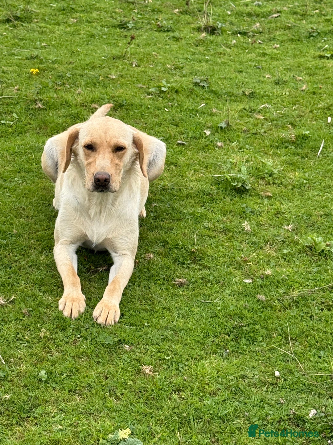 Labrador Retriever dogs for sale: Cream Adult Female Labrador  - Image 3