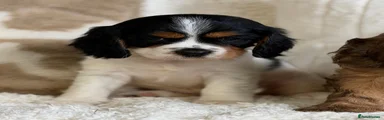 Cavapoochon 2