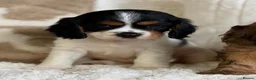 Cavapoochon dogs for sale: Beautiful Cavapoochon puppies  - Advert 13