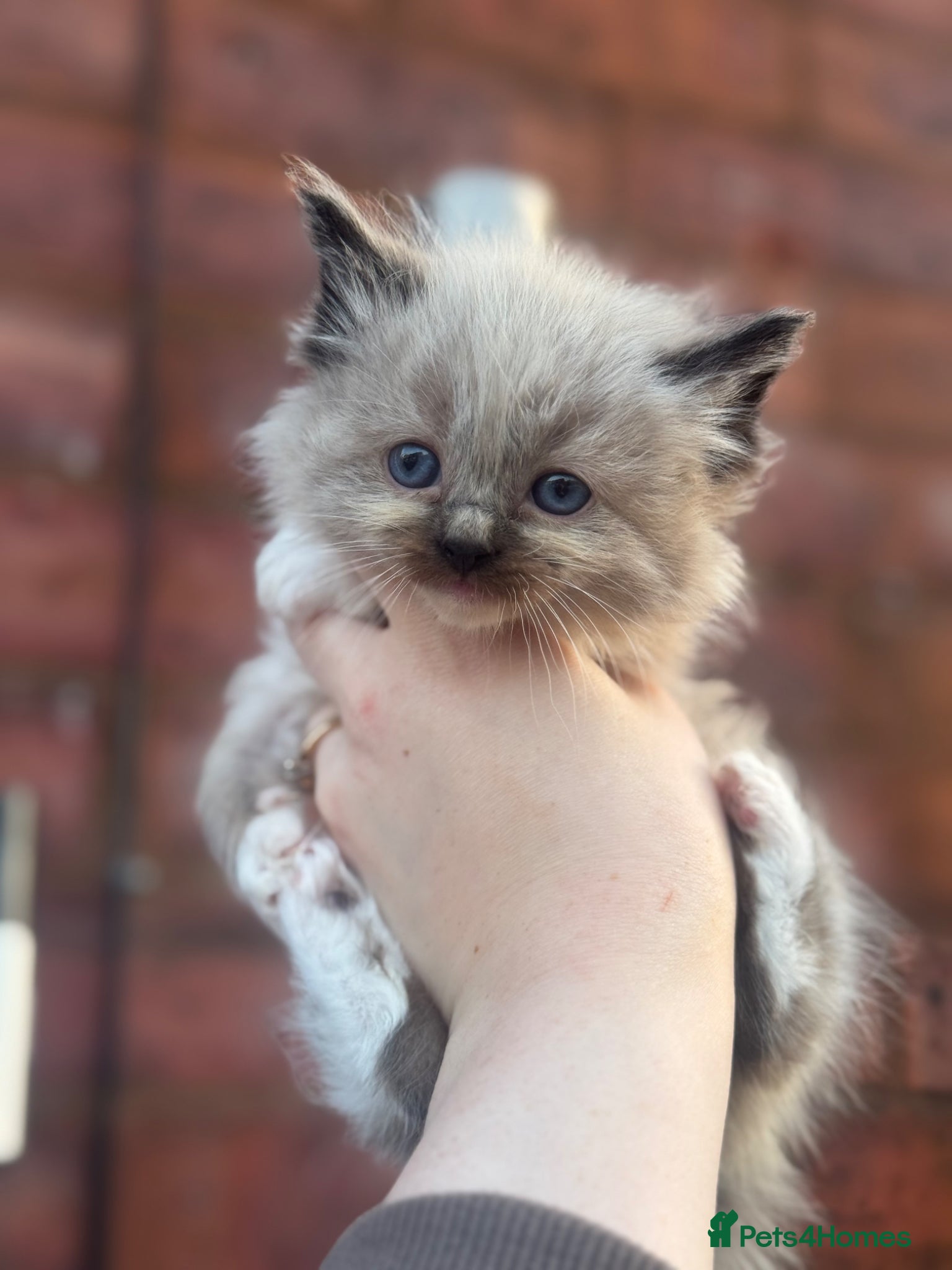 Ragdoll cats Ragdoll kittens - Advert 15