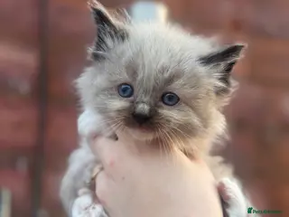 Ragdoll cats Ragdoll kittens - Advert 15