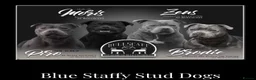 Staffordshire Bull Terrier dogs for sale: nova  - Advert 2