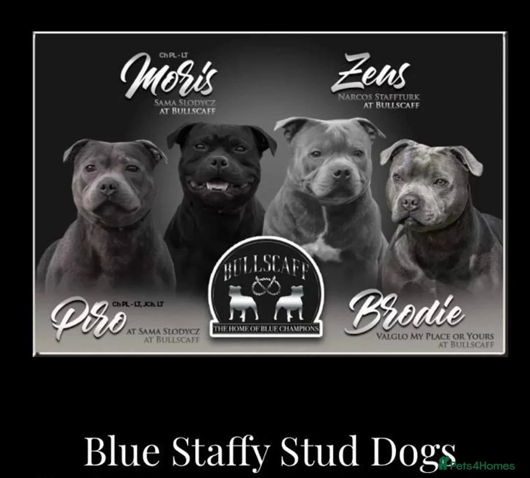 Staffordshire Bull Terrier dogs for sale: nova  - Advert 2