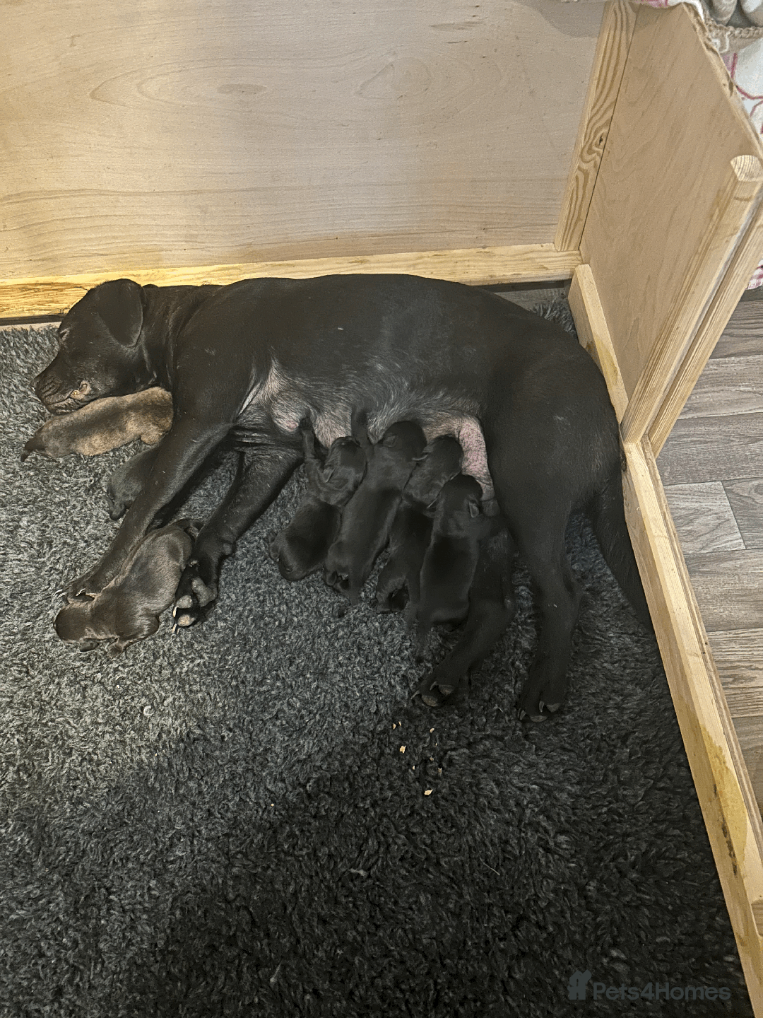Mixed Breed dogs for sale: Staffordshire Labrador Cross - Image 4