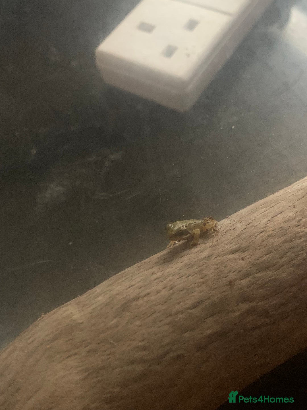Frog reptiles for sale: Frog for sale  - Image 12