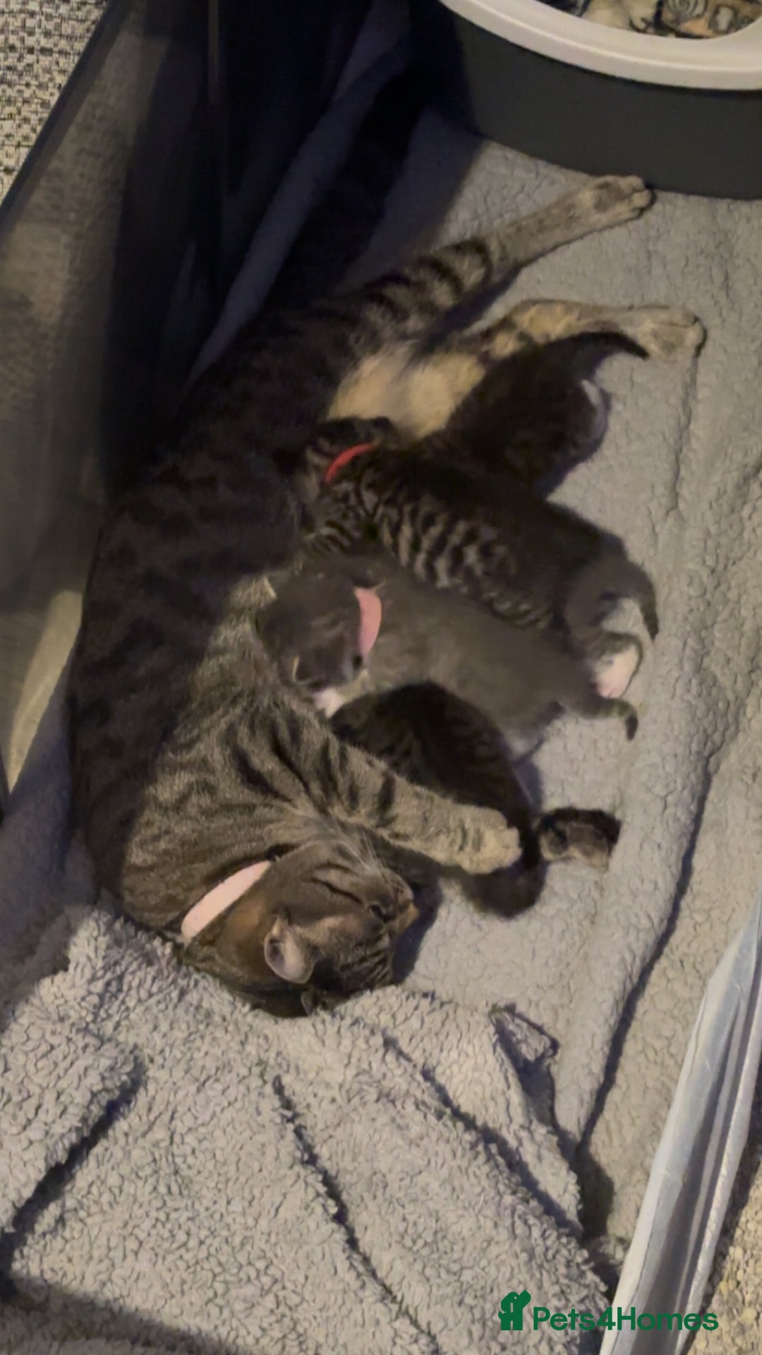 Domestic Shorthair cats for sale: Blue/Brown/Black Tabbies (DSH) - Image 12