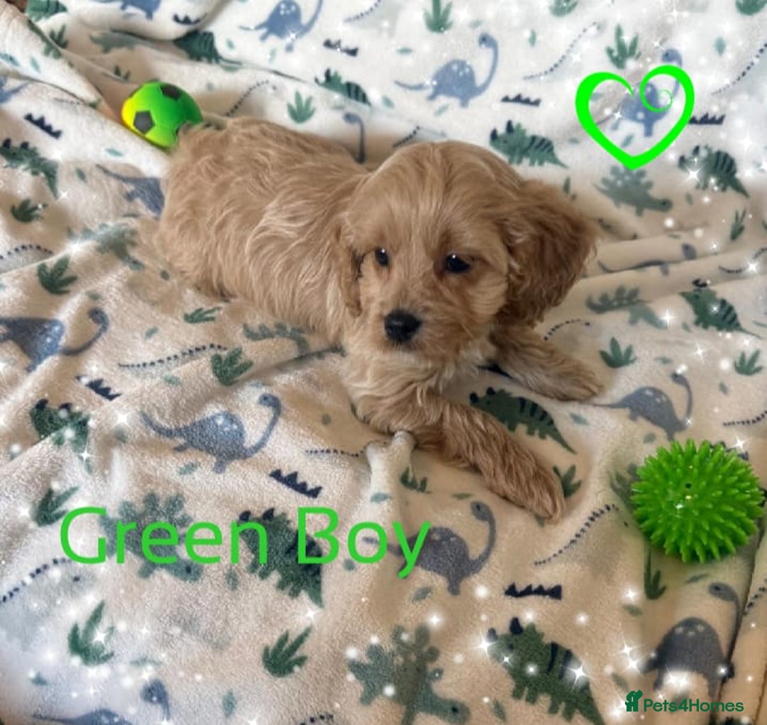 Cavapoo dogs for sale: ✨Ready Now🐾Exceptional Cavapoo Puppies🐾 - Image 8