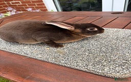 Rex rabbits for sale: Stunning Purebred Chocolate Otter Mini Rex Buck - Image 4