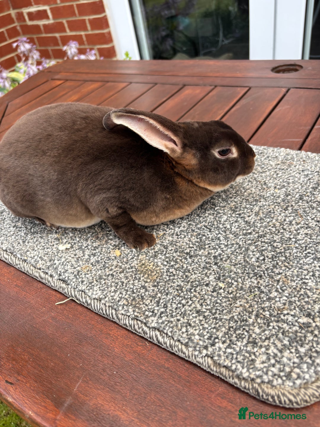 Rex rabbits for sale: Stunning Purebred Chocolate Otter Mini Rex Buck - Image 4