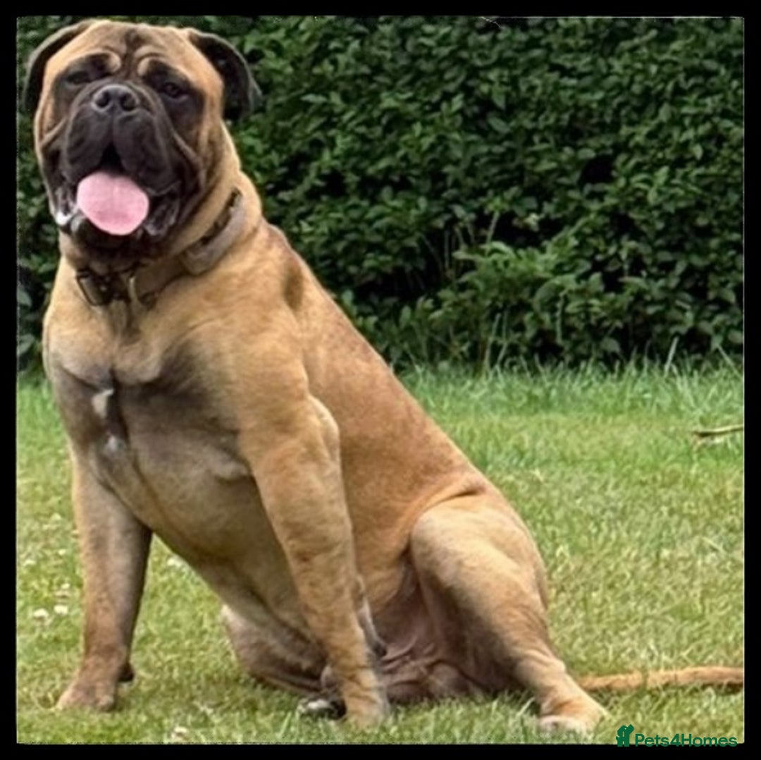 Bullmastiff dogs for stud: BAD MOON KENNELS - Image 3