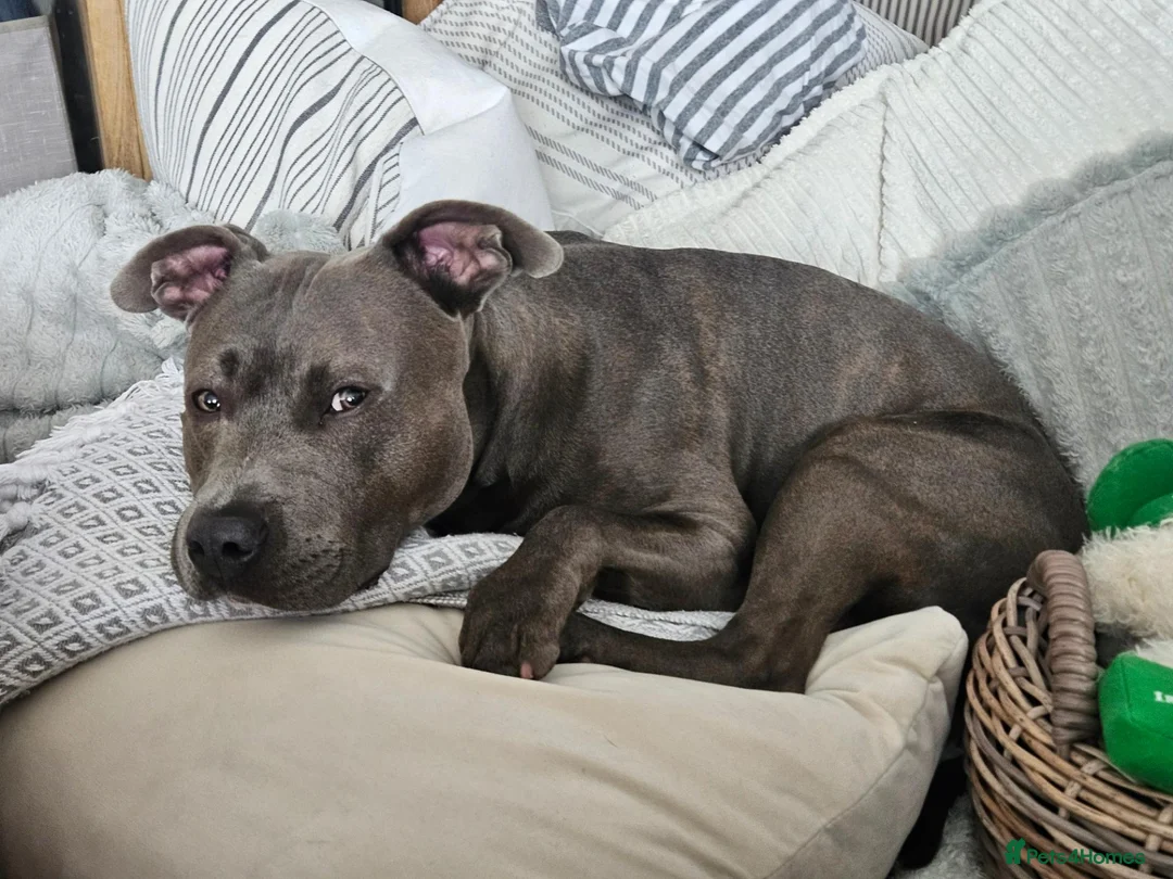 Mixed Breed dogs for stud: Staffordshire bull terrier x American Staff in London - Advert 1