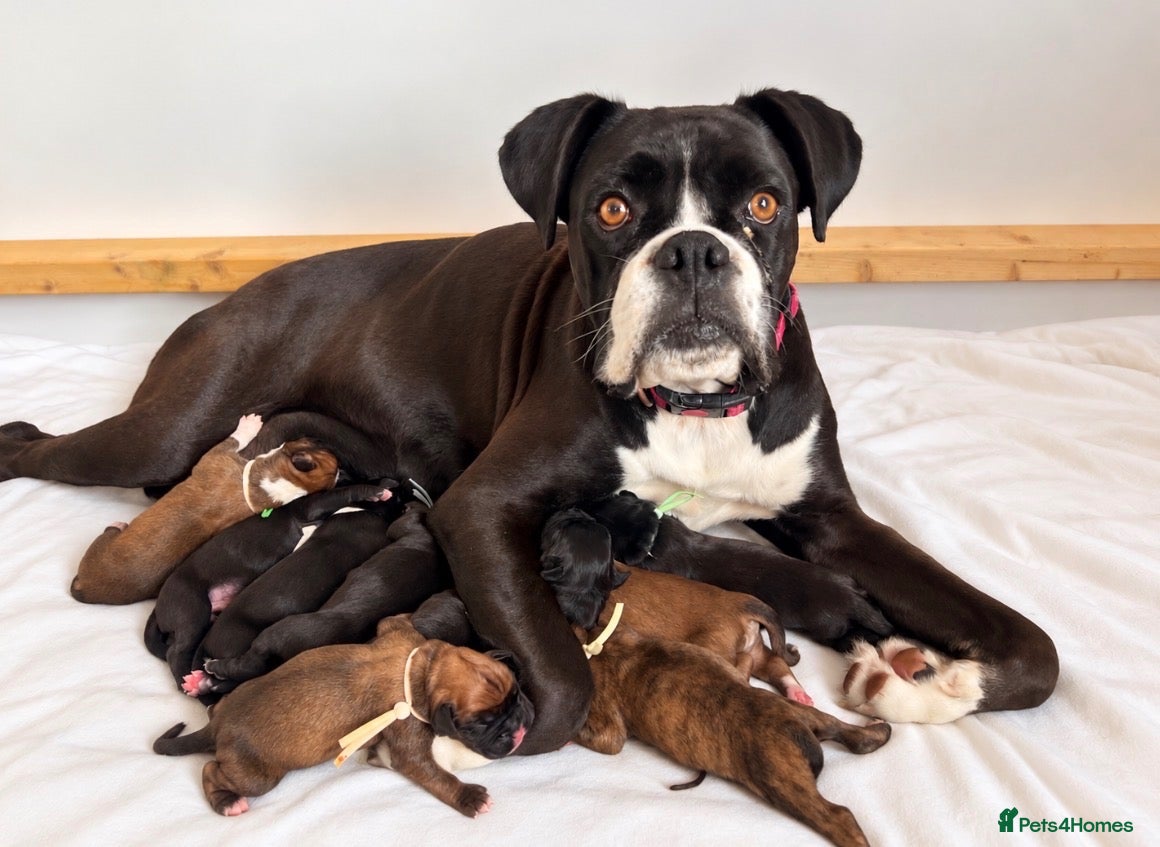 Boxer dogs 9 Beautiful Boxer puppies - Advert 1