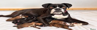 Boxer 8