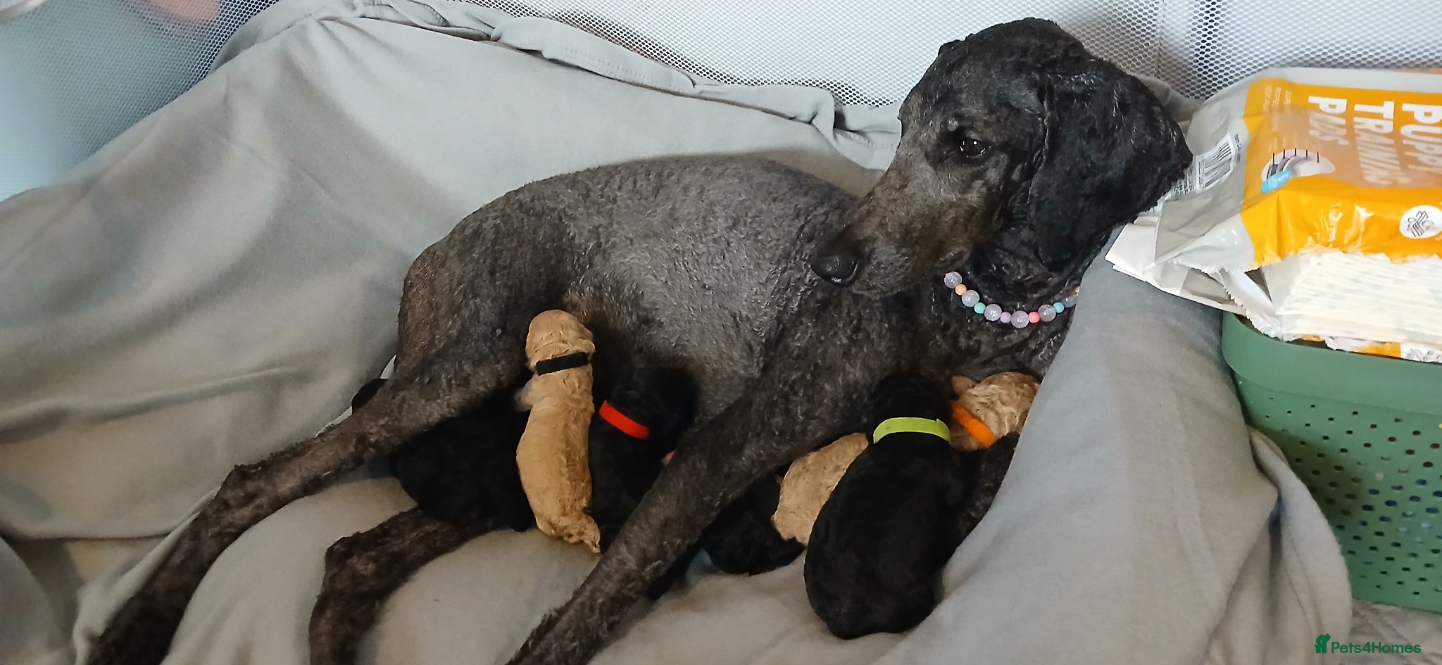 Standard Poodle dogs Beautiful standard poodle puppies - Advert 1