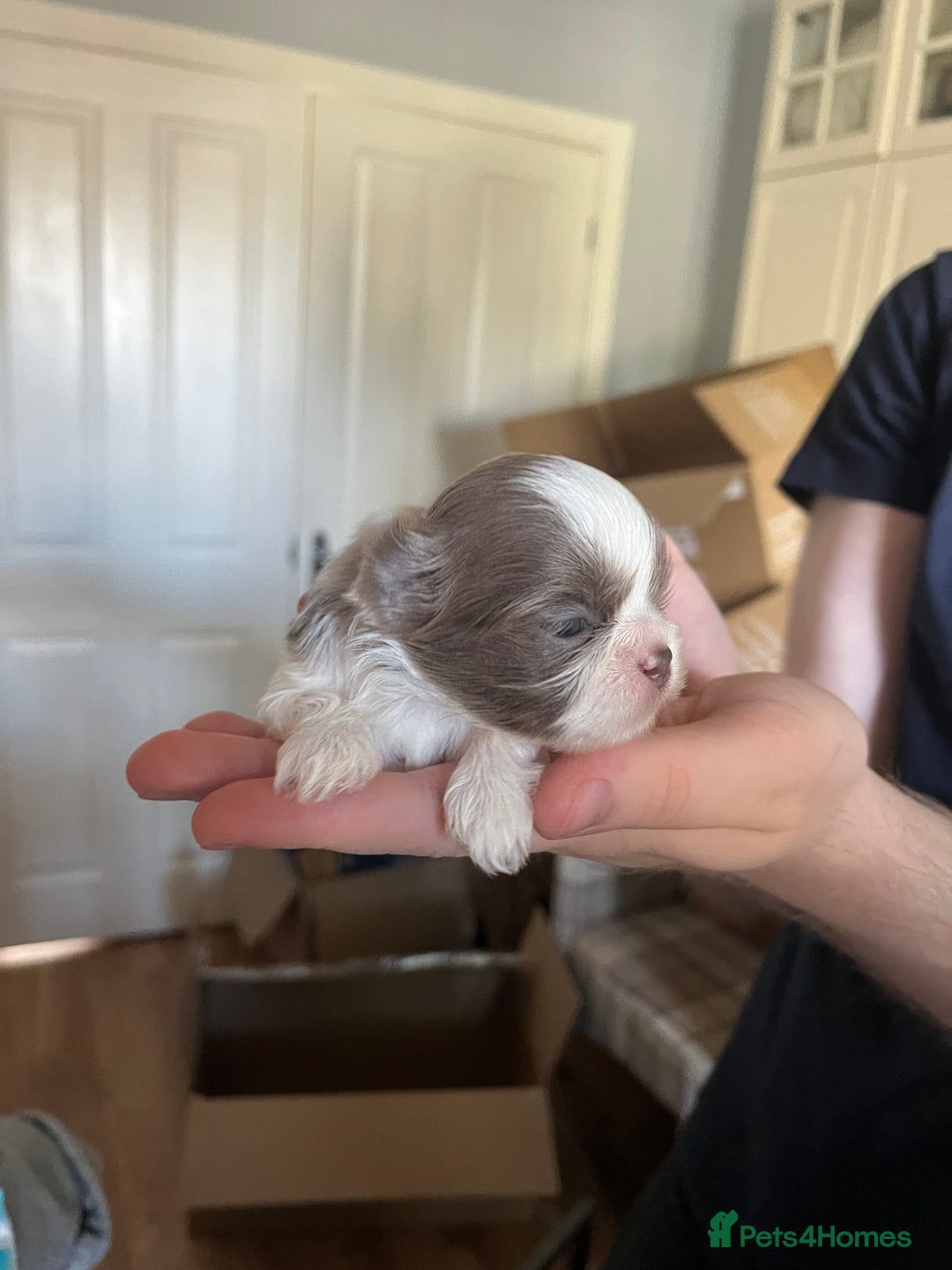 Shih Tzu dogs for sale: Beautiful shihtzu puppies  - Image 15