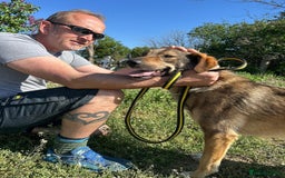 Mixed Breed dogs for adoption: Ozzy - Norwich Norfolk  - Image 3