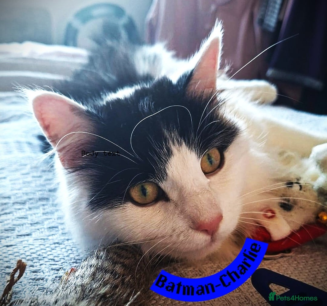 Mixed Breed cats for sale: Free to a Loving Home 2 Cats& 1 Kitten-Swansea - Advert 8