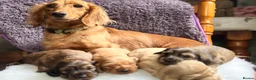 Miniature Dachshund dogs for sale: ⚜️longhaired miniature cream dachshunds⚜️ - Advert 2
