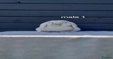 Mini Lop rabbits - Advert 5