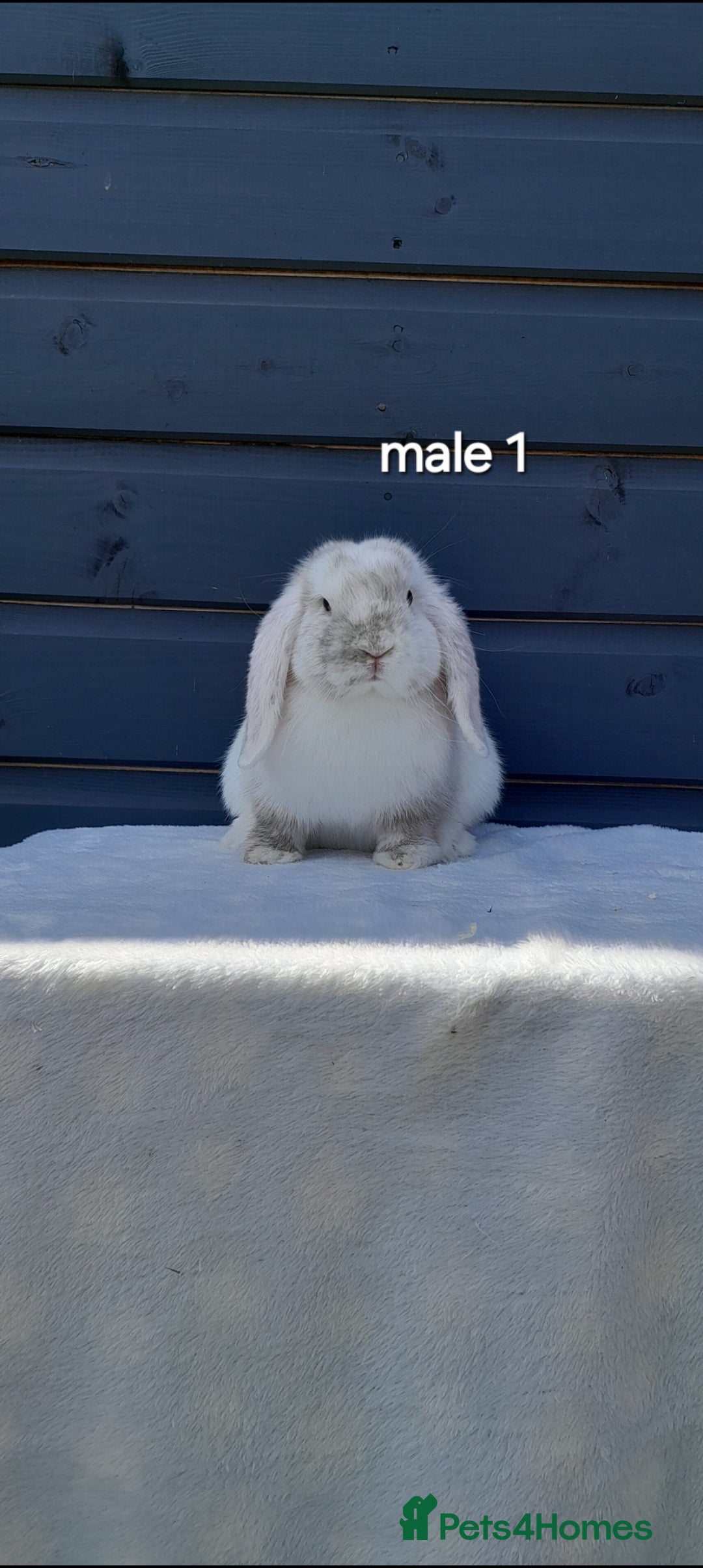Mini Lop rabbits for sale: Gorgeous mini lop rabbits ready now  - Image 2