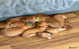 Hungarian Vizsla dogs for sale: Amazing Hungarian vizsla puppies - Image 4