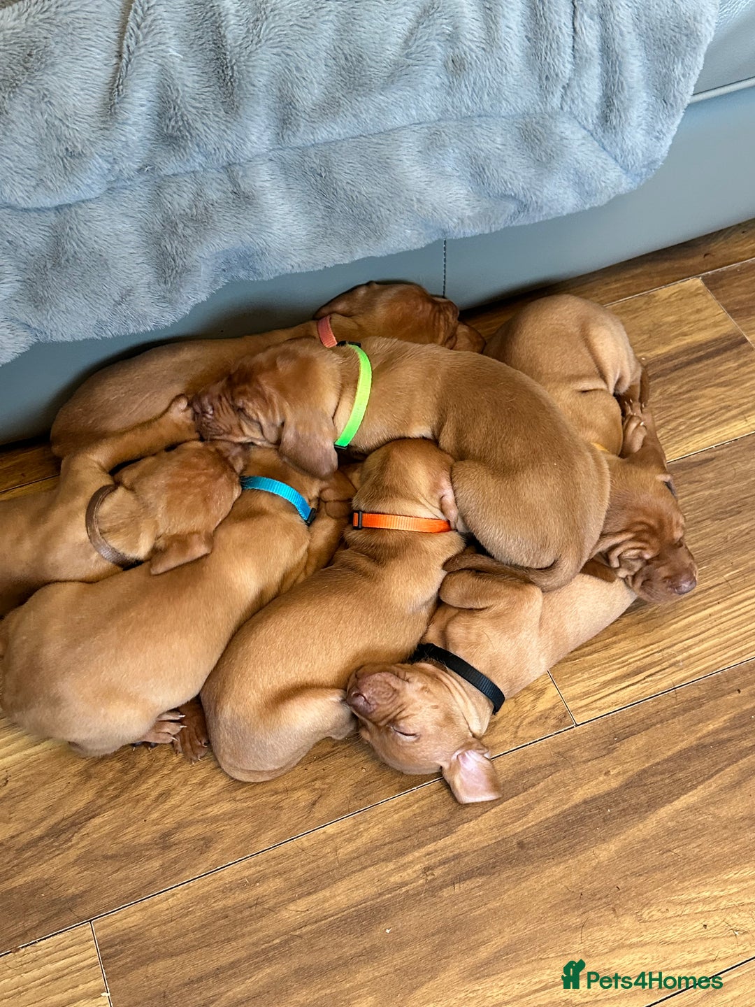 Hungarian Vizsla dogs for sale: Amazing Hungarian vizsla puppies - Image 4