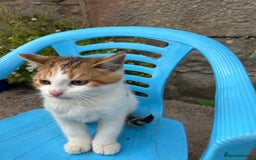Mixed Breed cats for sale: Beautiful kittens for sale - Image 14