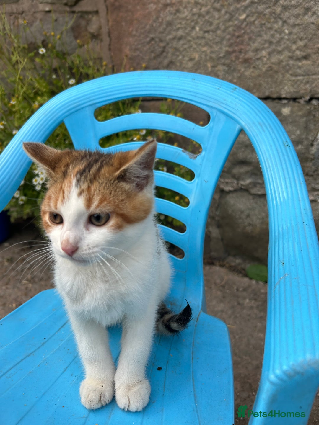 Mixed Breed cats for sale: Beautiful kittens for sale - Image 14