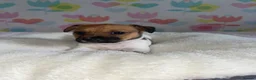 Jack Russell dogs for sale: Stunning short legged Jack Russell puppies - Advert 13