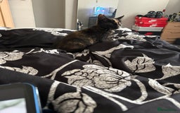 Mixed Breed cats for sale: Beautiful Persian x Russian blue kitten - Image 4