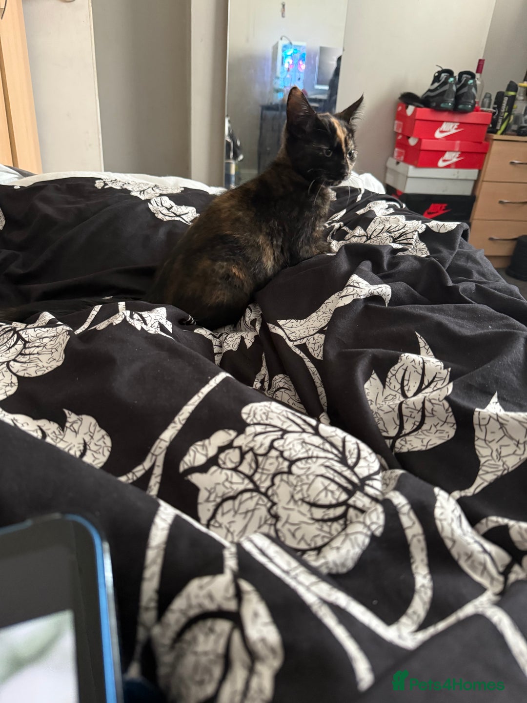 Mixed Breed cats for sale: Beautiful Persian x Russian blue kitten - Image 4