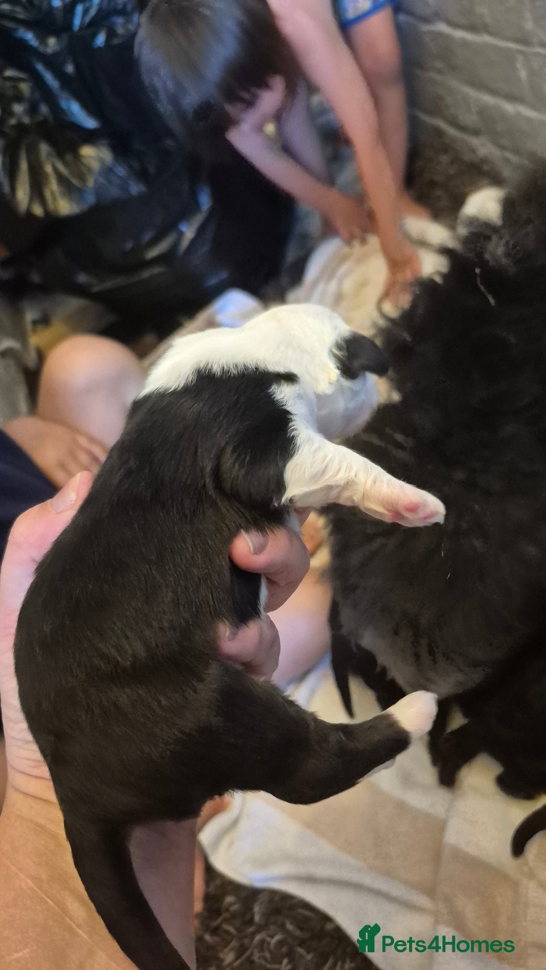 Mixed Breed dogs for sale: Old English Sheepdog puppies  OES X Golden Oldie - Image 11