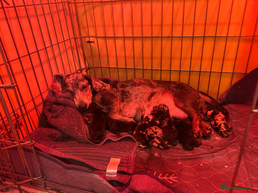 Miniature Dachshund dogs for sale: miniature dash hounds - Advert 10