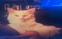 Turkish Angora cats for sale: Beautiful white cat  - Image 3