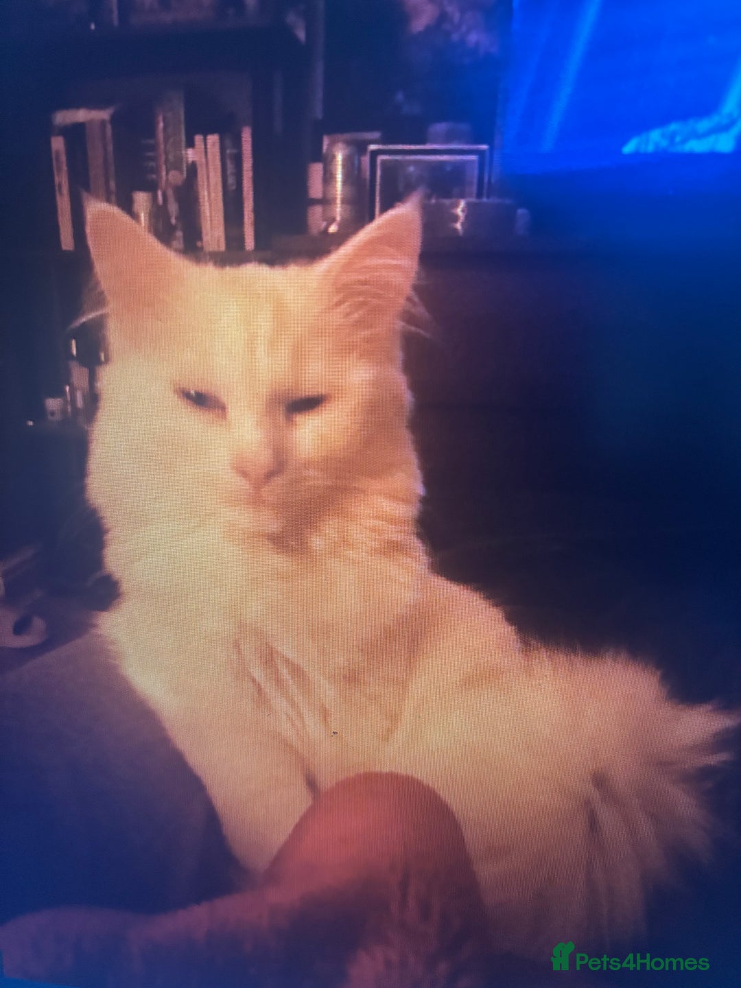 Turkish Angora cats for sale: Beautiful white cat  - Image 3