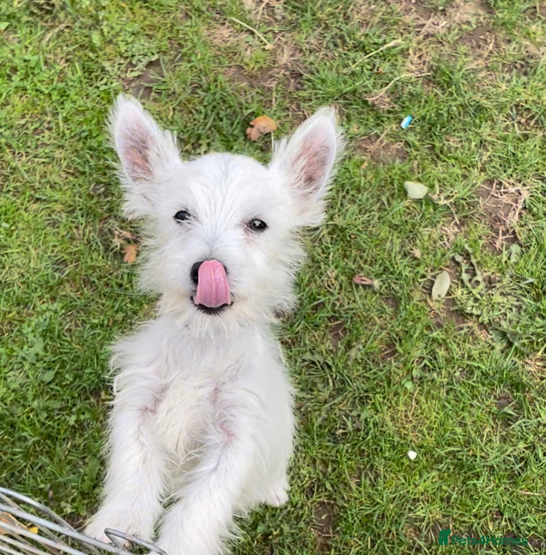 West Highland Terrier dogs for sale: Beautiful west highland terriers puppys - Image 23