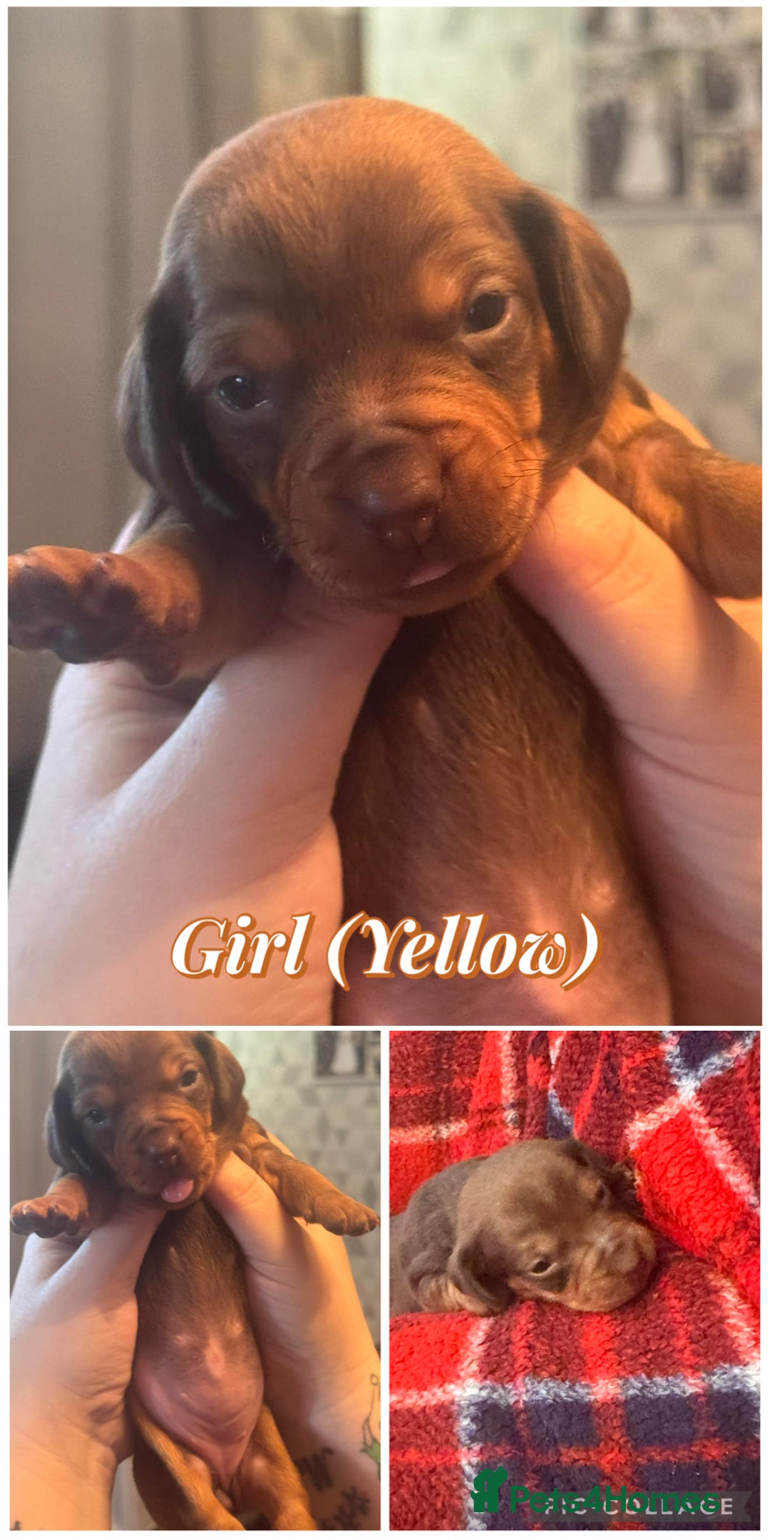 Dachshund dogs for sale: Dachshund puppies available  - Advert 5