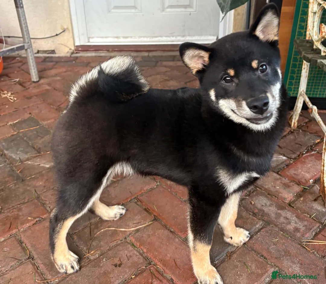 Japanese Shiba Inu dogs for sale: Multi champion Japanese Shiba Inu’s - Advert 8