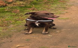 Borador dogs for stud: Borador for Stud - Image 3