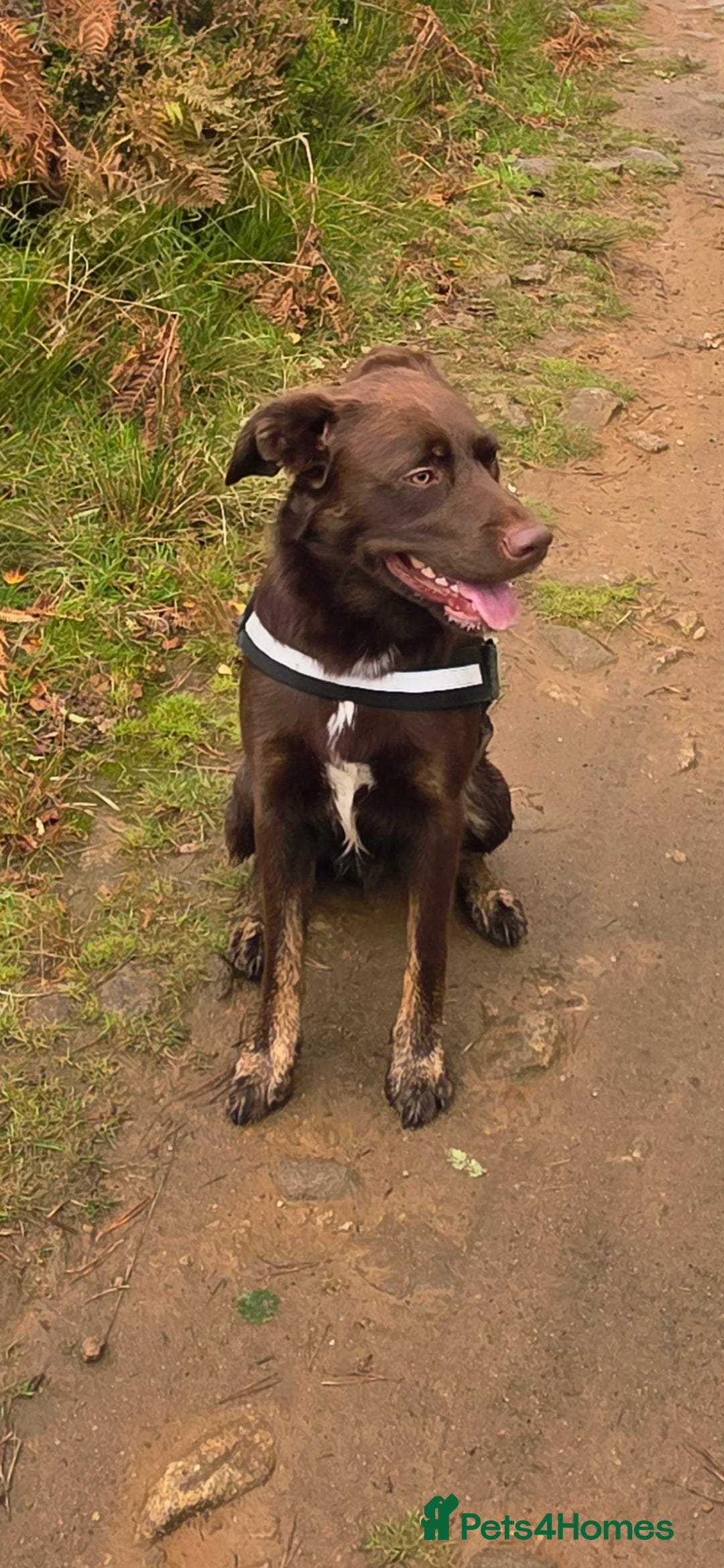 Borador dogs for stud: Borador for Stud - Image 3