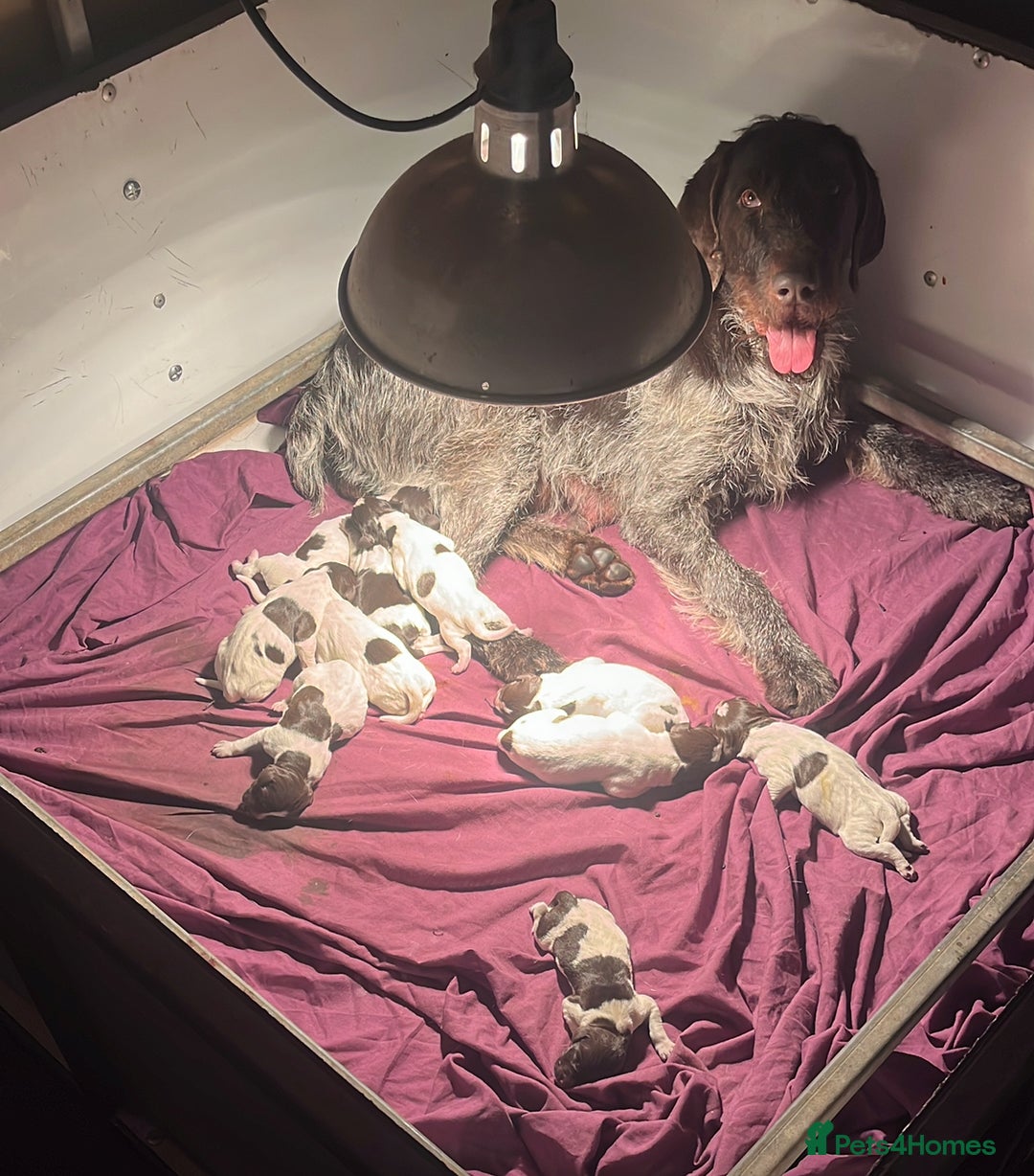 German Wirehaired Pointer dogs for sale: Gorgeous GWP Puppies  - Advert 1