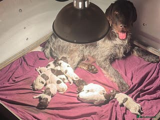 German Wirehaired Pointer dogs Gorgeous GWP Puppies - Advert 13
