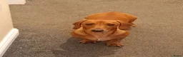 Miniature Dachshund dogs for sale: * tan miniature daschaund *  - Advert 2