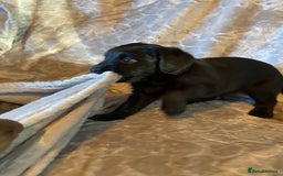 Labradoodle dogs for sale: Rare mini labradoodles variety of colours! - Image 6