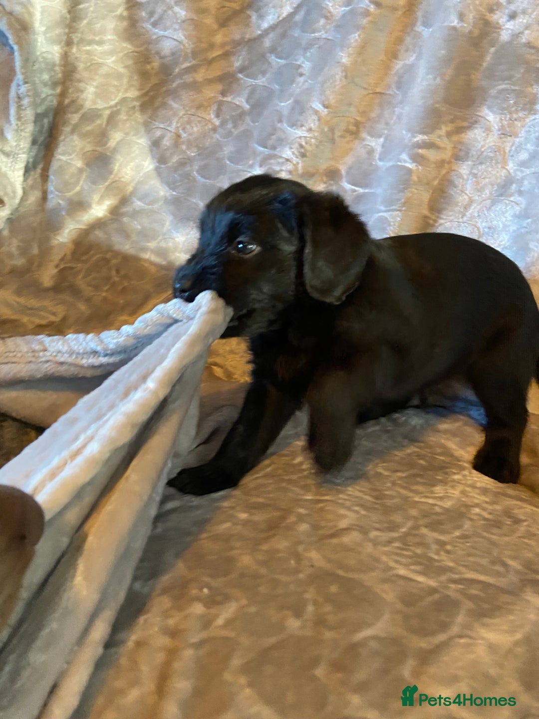 Labradoodle dogs for sale: Rare mini labradoodles variety of colours! - Image 6