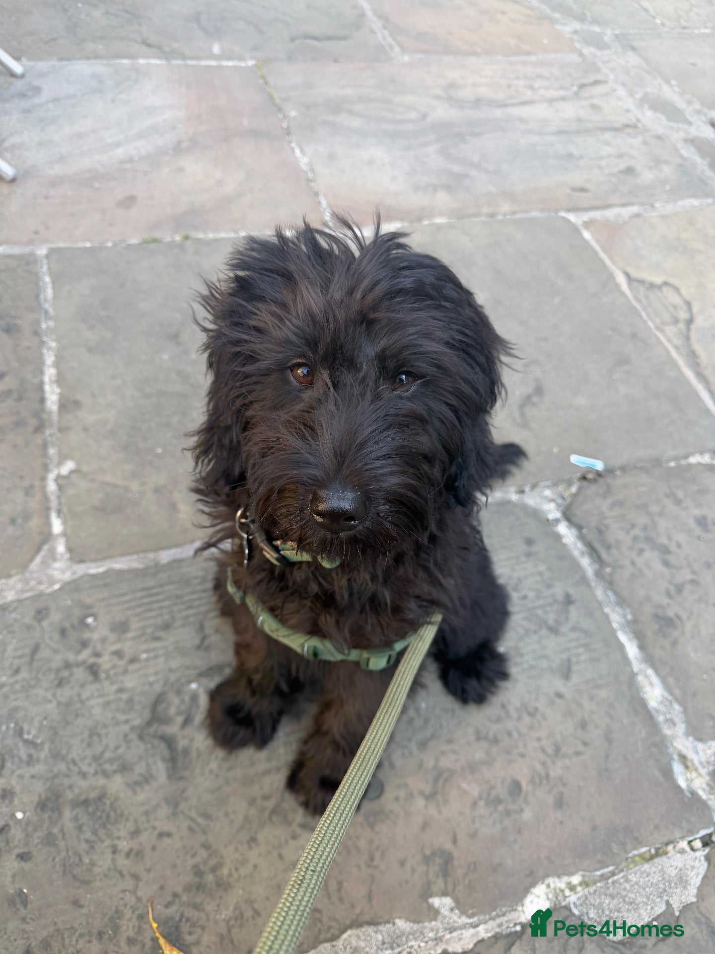 Labradoodle dogs Miniature Labradoodle - Advert 2