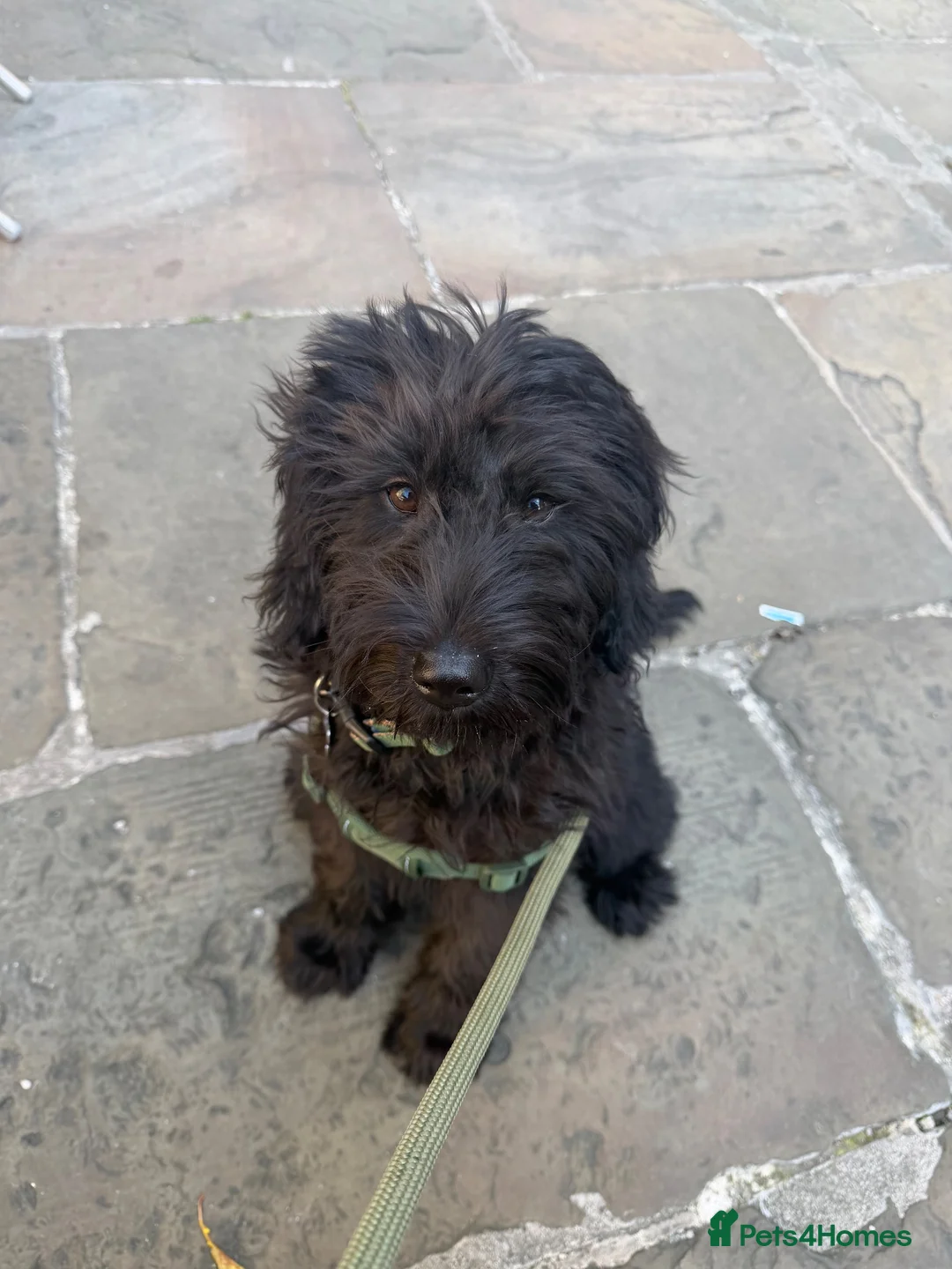 Labradoodle dogs for sale: Miniature Labradoodle in Nelson - Advert 1