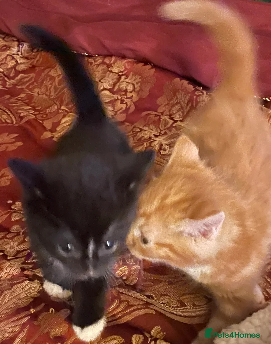 Domestic Shorthair cats for sale: Black n white Tuxedo Kittens - Advert 8